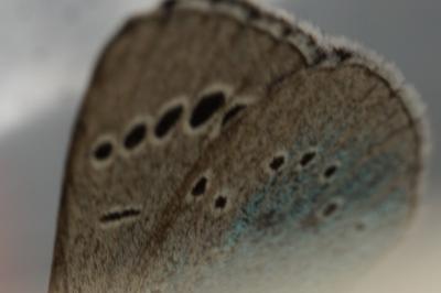 <i>Glaucopsyche alexis</i>