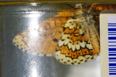 <i>Melitaea cinxia</i>