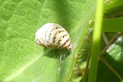 <i>Papilio machaon</i>