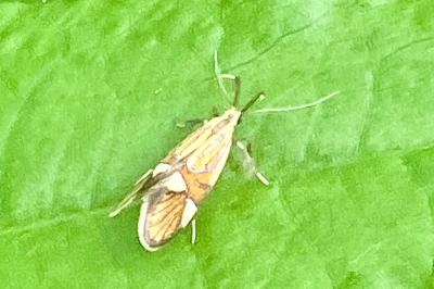 <i>Alabonia geoffrella</i>