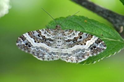 <i>Epirrhoe alternata</i>