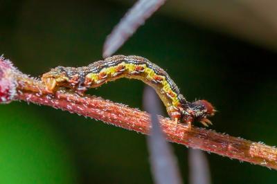 <i>Erannis defoliaria</i>