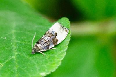<i>Hedya pruniana</i>