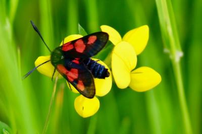 <i>Zygaena trifolii</i>