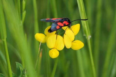 <i>Zygaena trifolii</i>