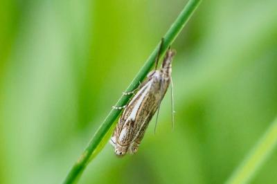 <i>Crambus lathoniellus</i>
