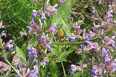 <i>Macroglossum stellatarum</i>