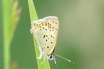 <i>Lycaena tityrus</i>