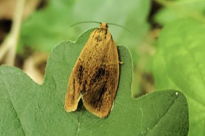 <i>Ptycholoma lecheana</i>