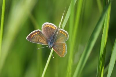 <i>Aricia agestis</i>