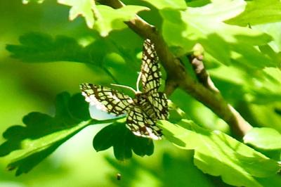 <i>Chiasmia clathrata</i>