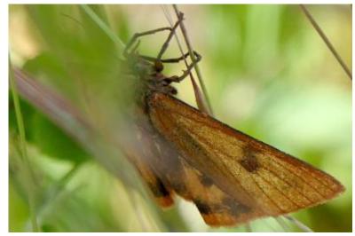 <i>Diacrisia sannio</i>
