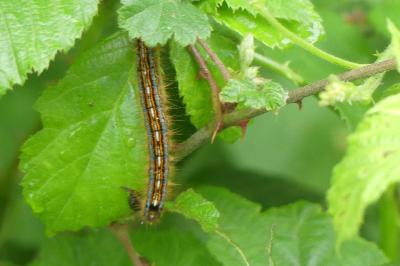 <i>Malacosoma neustria</i>