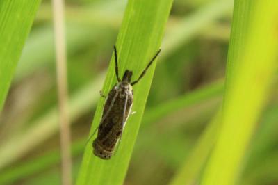 <i>Crambus lathoniellus</i>