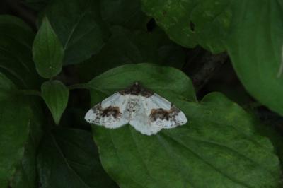 <i>Ligdia adustata</i>
