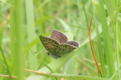 <i>Lycaena tityrus</i>