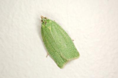 <i>Tortrix viridana</i>