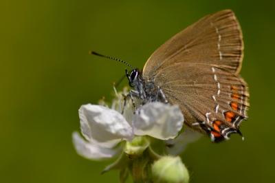 <i>Satyrium ilicis</i>