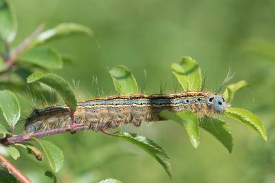<i>Malacosoma neustria</i>