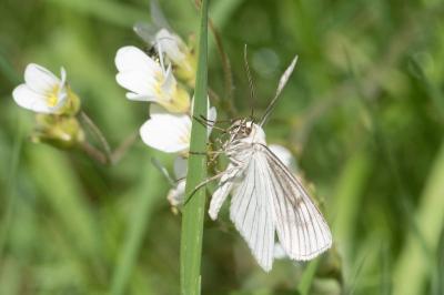 <i>Siona lineata</i>