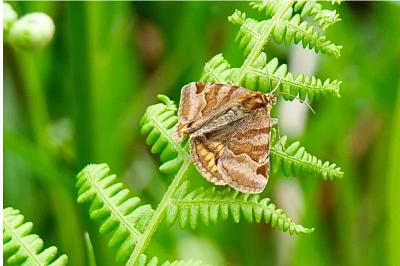 <i>Euclidia glyphica</i>