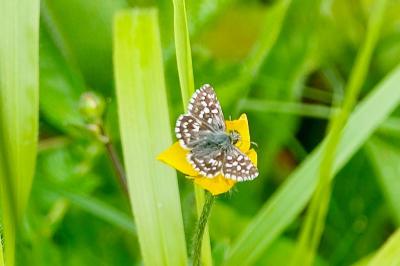 <i>Pyrgus malvae</i>