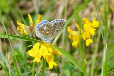 <i>Lysandra bellargus</i>