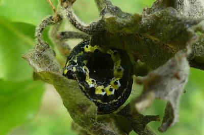 <i>Orthosia miniosa</i>