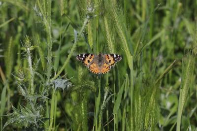 <i>Vanessa cardui</i>