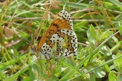 <i>Melitaea cinxia</i>