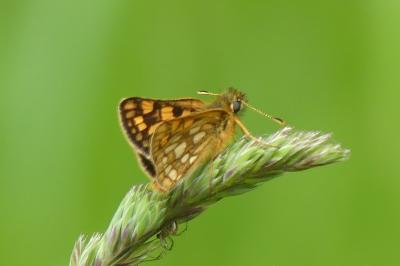 <i>Carterocephalus palaemon</i>