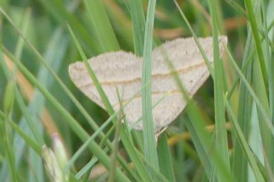 <i>Scotopteryx luridata/mucronata</i>