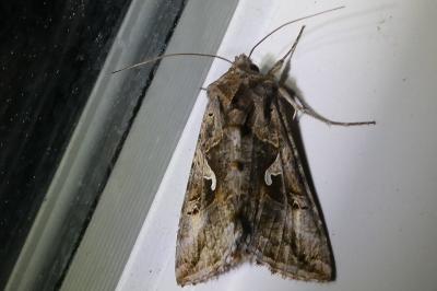<i>Autographa gamma</i>
