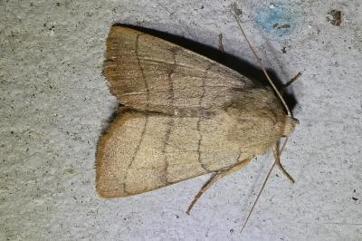 <i>Charanyca trigrammica</i>