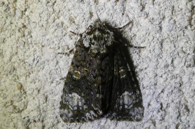 <i>Craniophora ligustri</i>
