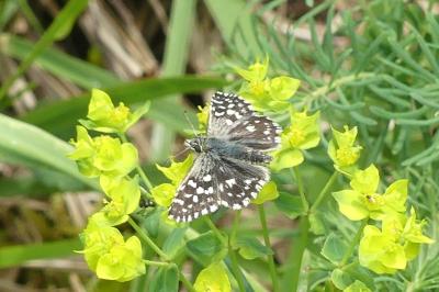 <i>Pyrgus malvae</i>