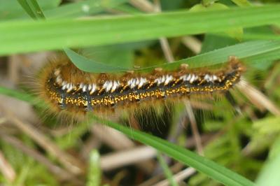 <i>Euthrix potatoria</i>
