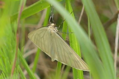 <i>Siona lineata</i>