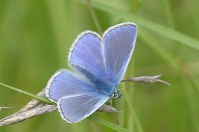 <i>Polyommatus icarus</i>