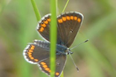 <i>Aricia agestis</i>