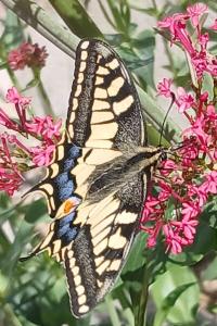 <i>Papilio machaon</i>