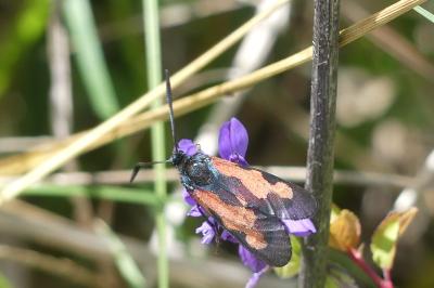 <i>Zygaena trifolii</i>