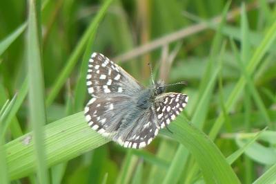 <i>Pyrgus malvae</i>