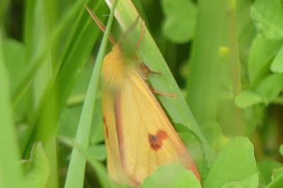 <i>Diacrisia sannio</i>