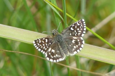 <i>Pyrgus malvae</i>