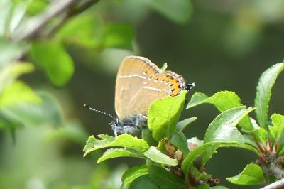 <i>Satyrium pruni</i>