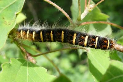 <i>Trichiura crataegi</i>