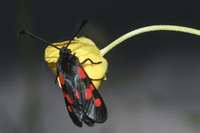 <i>Zygaena trifolii</i>