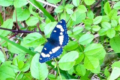 <i>Limenitis reducta</i>
