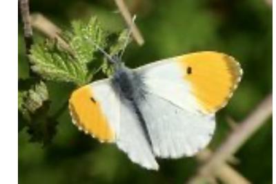 <i>Anthocharis cardamines</i>